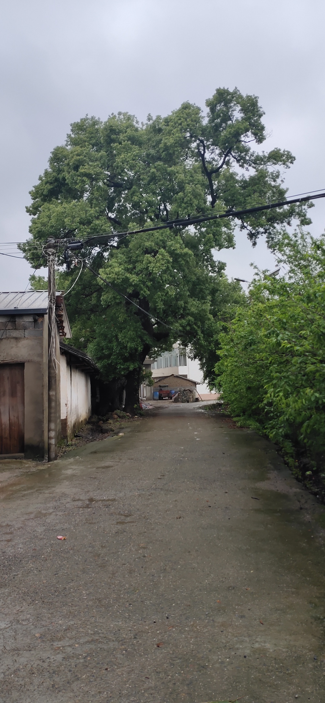 古樟、古宅，嘉会蟠龙村显居住历史200 / 作者:瑤人老李 / 帖子ID:271137