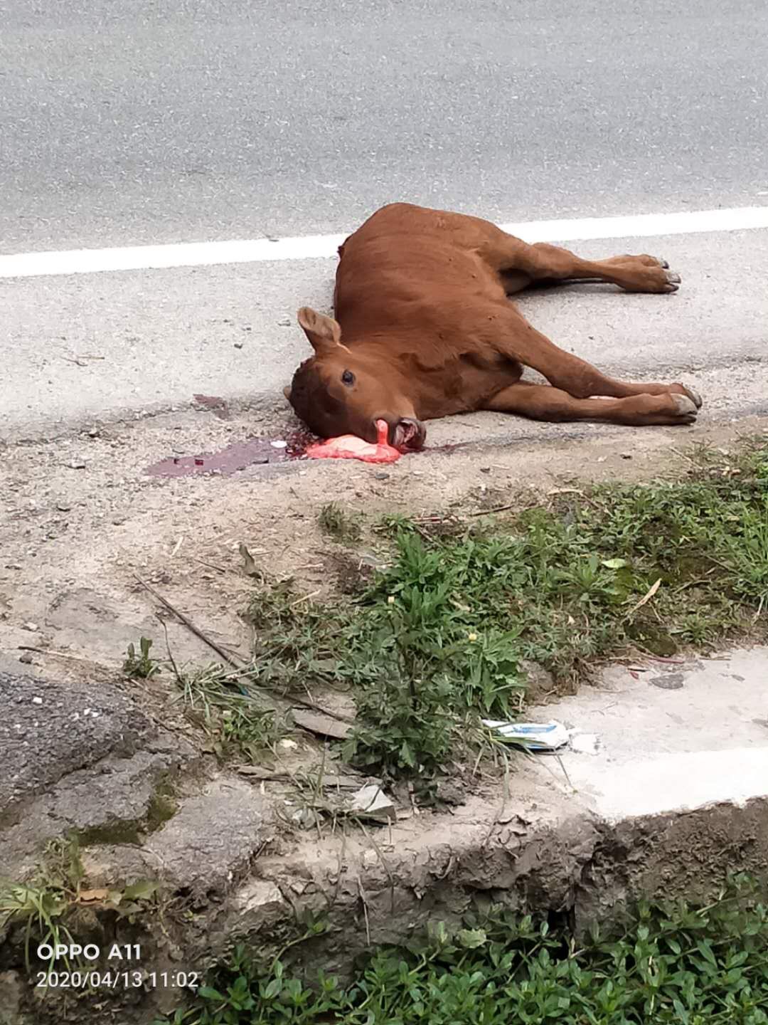 洲塘附近一黄牛被车撞死了517 / 作者:狭缝求生室 / 帖子ID:271197