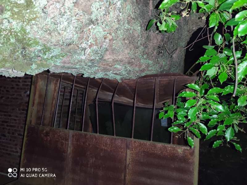 恭城孟家高坡村千年古樟树突然倒了787 / 作者:慧眼识英雄1 / 帖子ID:271449