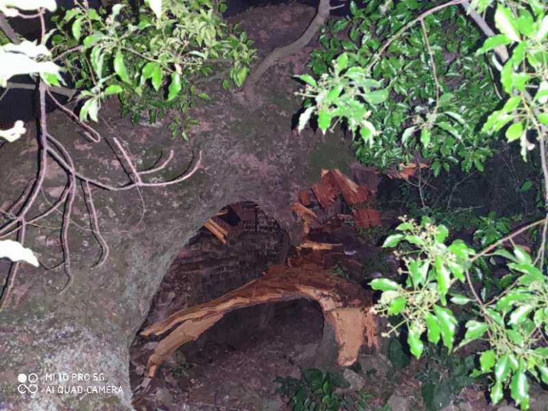 恭城孟家高坡村千年古樟树突然倒了996 / 作者:慧眼识英雄1 / 帖子ID:271449