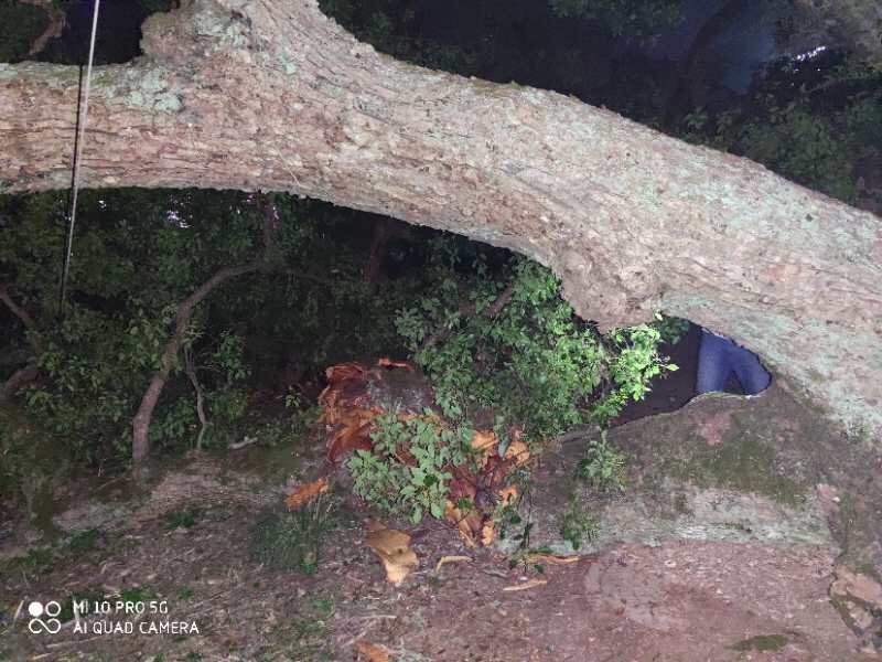 恭城孟家高坡村千年古樟树突然倒了444 / 作者:慧眼识英雄1 / 帖子ID:271449