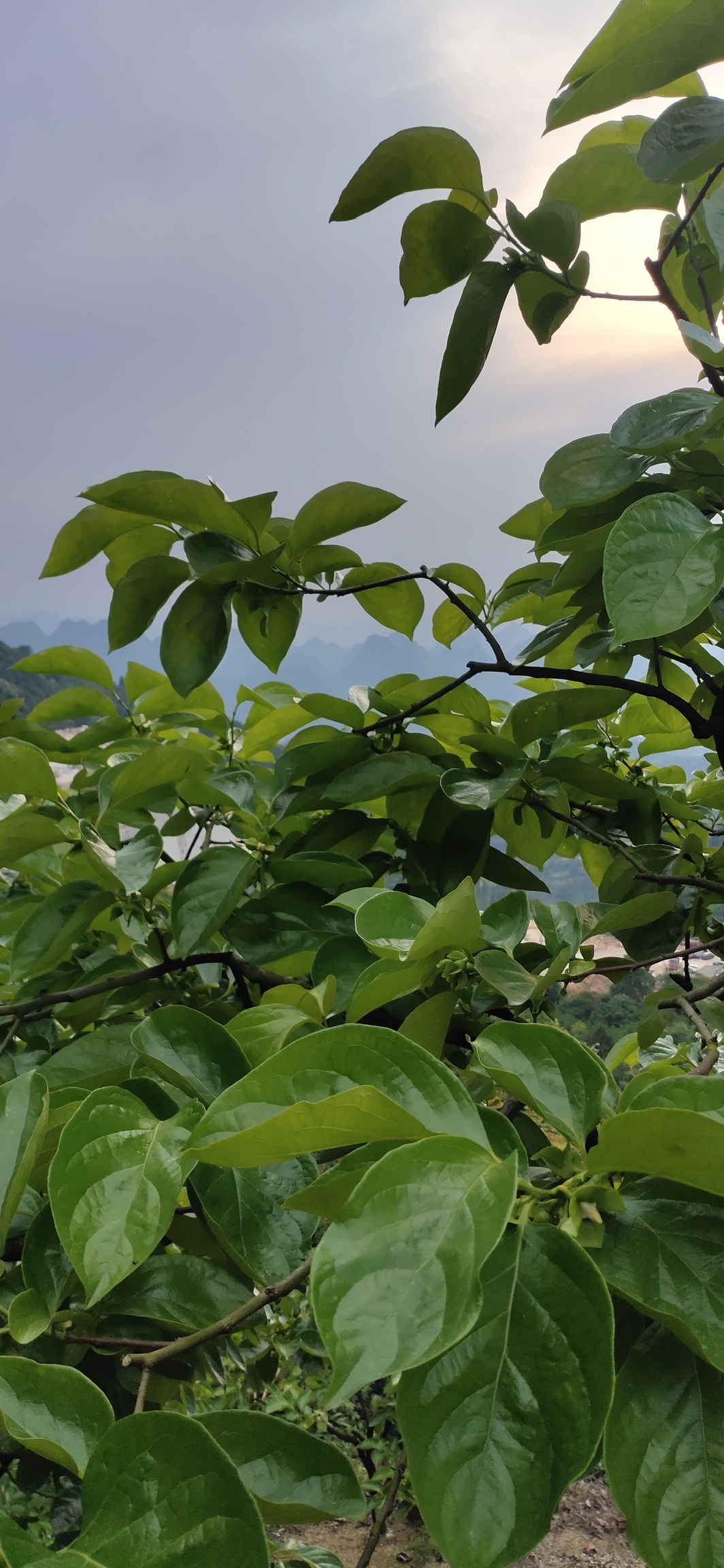 劳动节我们不放假211 / 作者:瑤人老李 / 帖子ID:271453