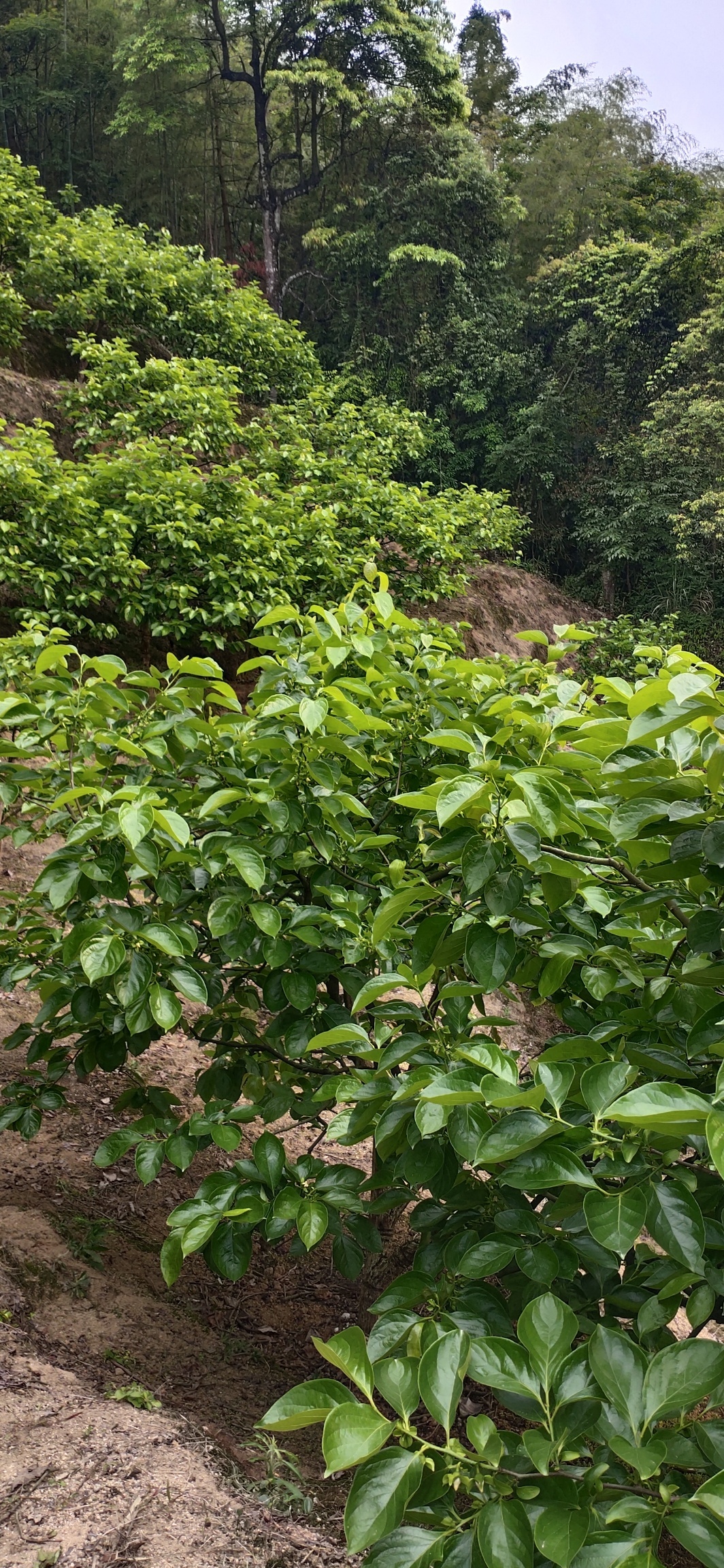 劳动节我们不放假758 / 作者:瑤人老李 / 帖子ID:271453