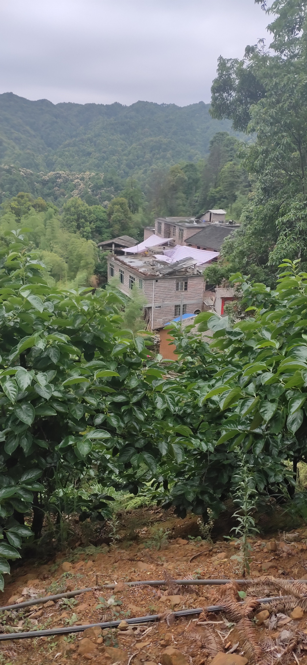 扶贫，使瑶山旮旯的村屯通上了水泥路943 / 作者:瑤人老李 / 帖子ID:271722