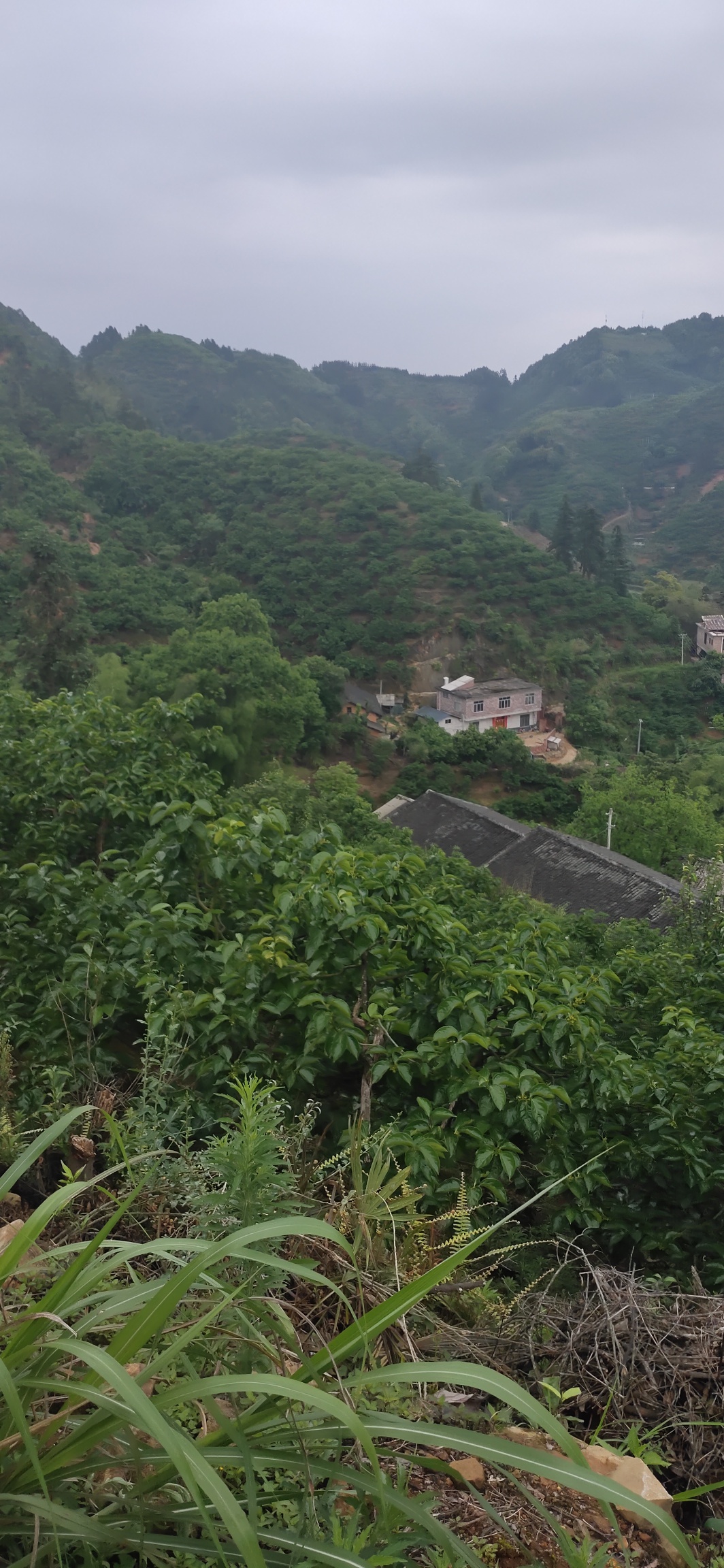 扶贫，使瑶山旮旯的村屯通上了水泥路624 / 作者:瑤人老李 / 帖子ID:271722