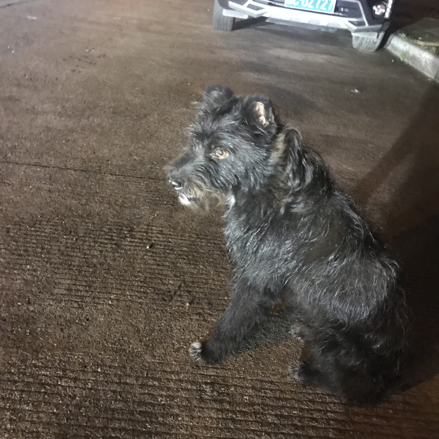 谁的狗丢了滨江苑三鑫便捷酒店前面 黑色卷毛中型犬562 / 作者:醋酸Aciddddx / 帖子ID:272258