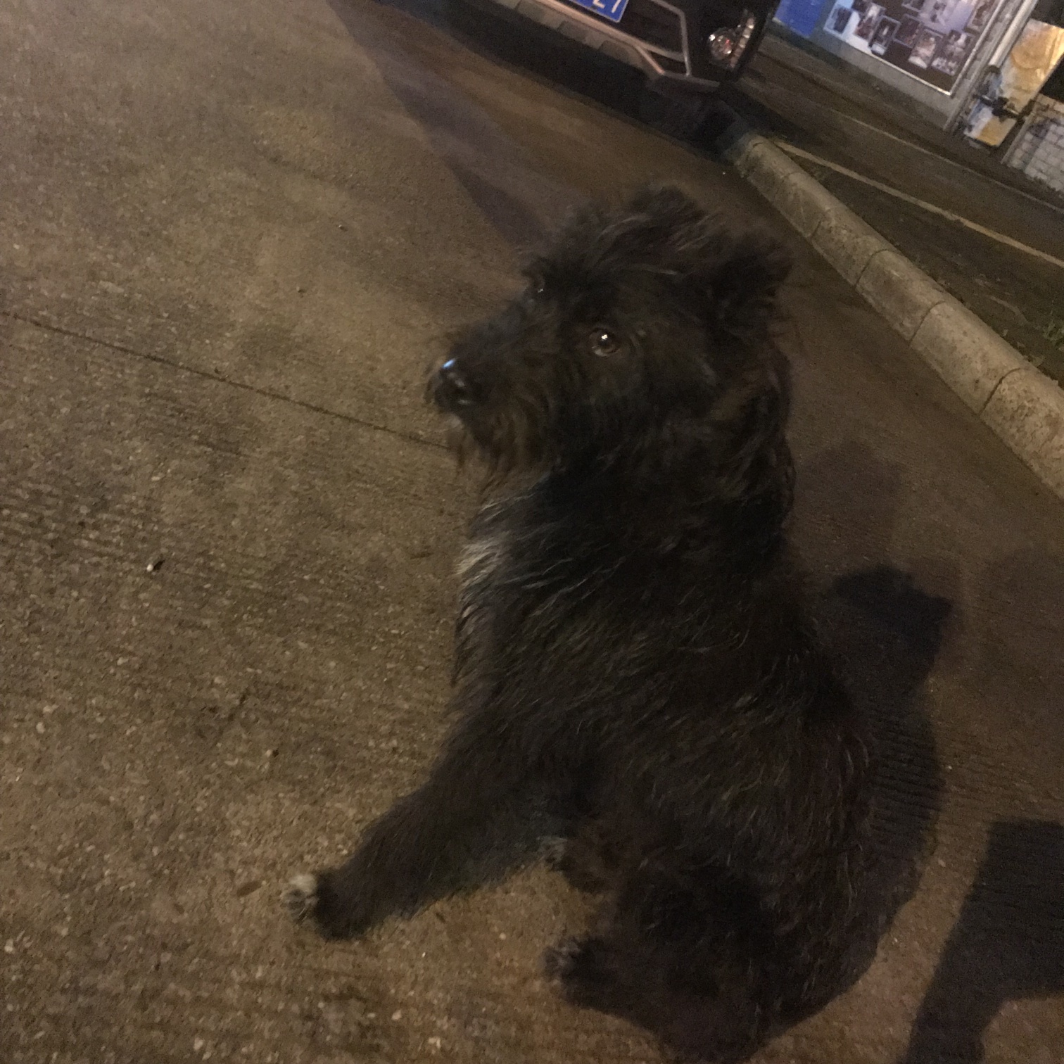 谁的狗丢了滨江苑三鑫便捷酒店前面 黑色卷毛中型犬946 / 作者:醋酸Aciddddx / 帖子ID:272258
