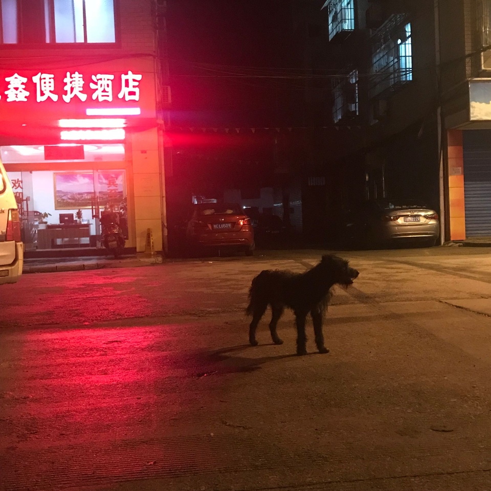 谁的狗丢了滨江苑三鑫便捷酒店前面 黑色卷毛中型犬493 / 作者:醋酸Aciddddx / 帖子ID:272258