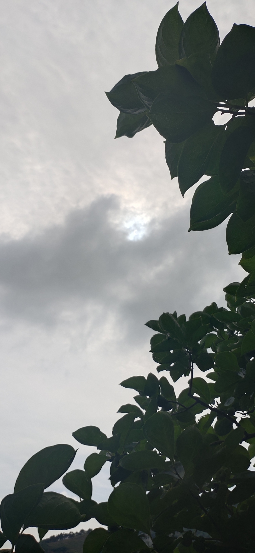 独特视角看天象771 / 作者:瑤人老李 / 帖子ID:273035