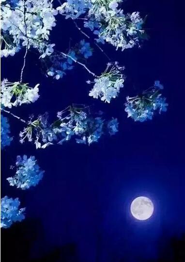 ——宁静致远，淡泊明志885 / 作者:力行者 / 帖子ID:273297