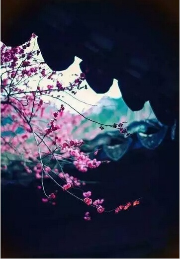 ——宁静致远，淡泊明志220 / 作者:力行者 / 帖子ID:273297