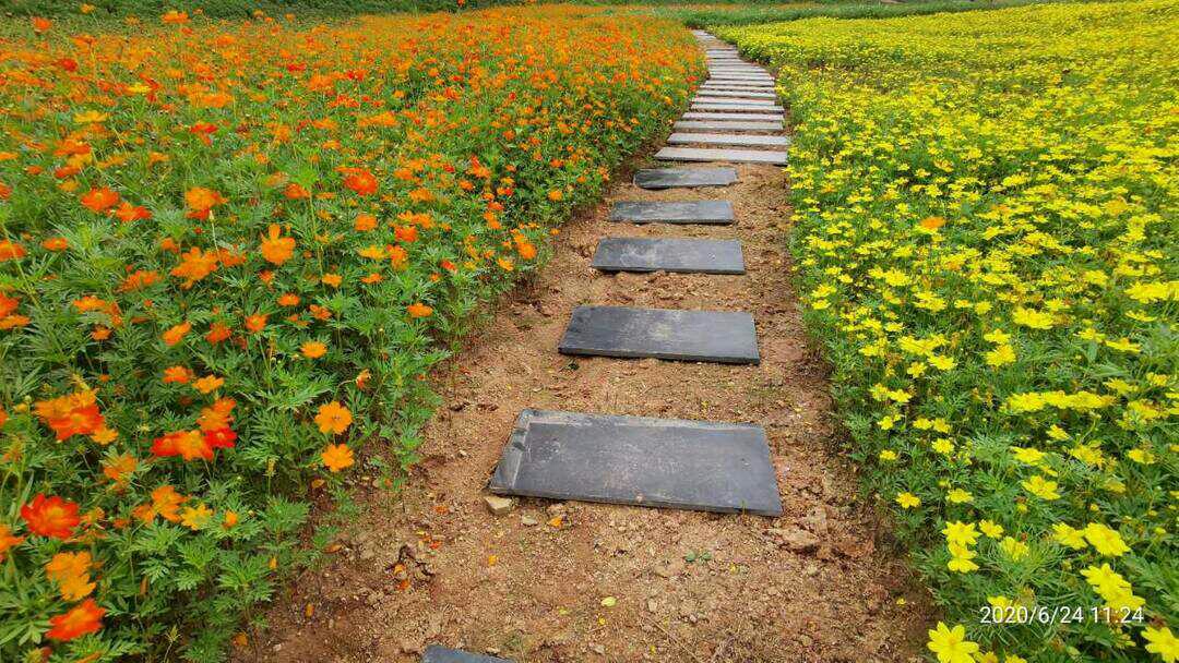 ——宁静致远，淡泊明志341 / 作者:力行者 / 帖子ID:273297