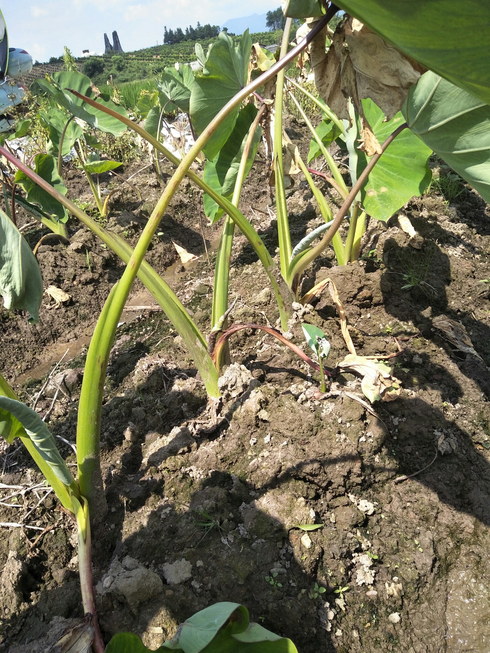一年的收入全靠种这点芋头，农民脑壳难啊929 / 作者:茶如人生 / 帖子ID:273605