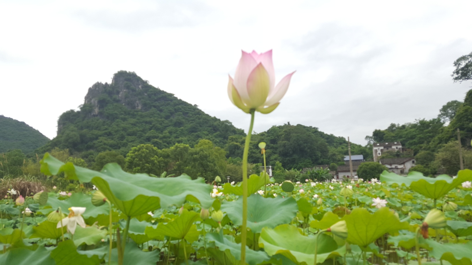 瑶乡风景163 / 作者:悠闲 / 帖子ID:273682