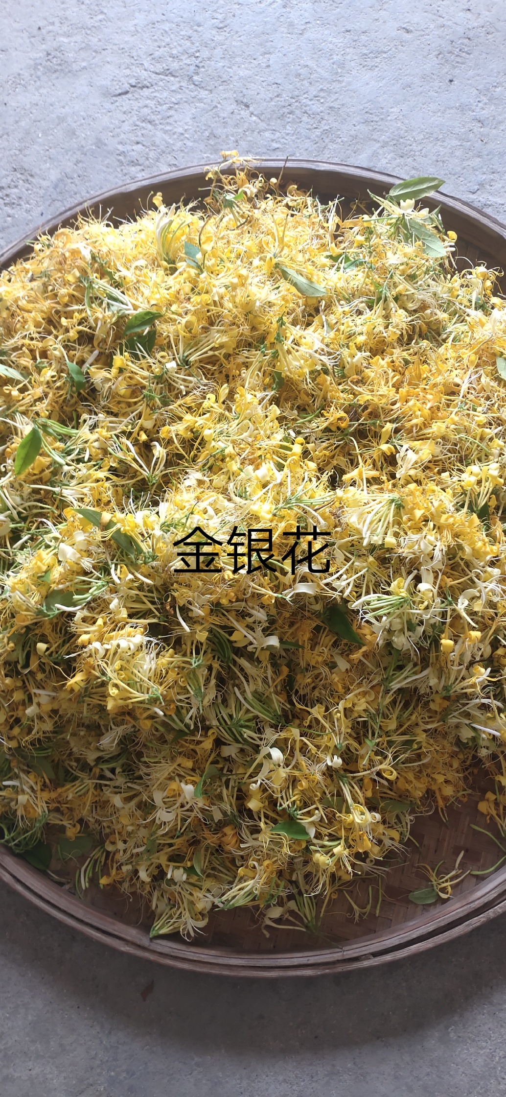 草药神奇，但却面临尴尬境地497 / 作者:瑤人老李 / 帖子ID:274059