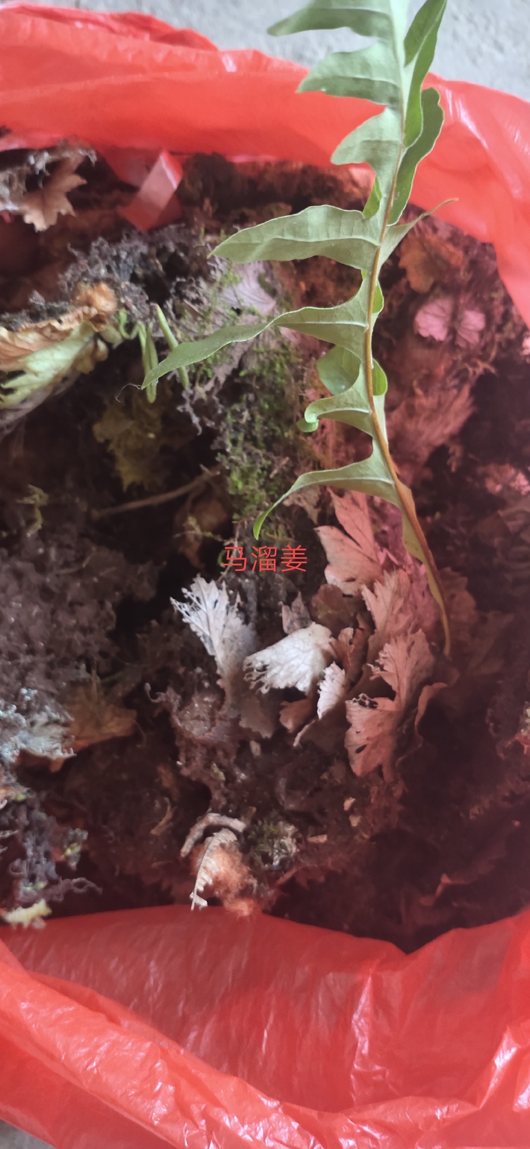 草药神奇，但却面临尴尬境地473 / 作者:瑤人老李 / 帖子ID:274059