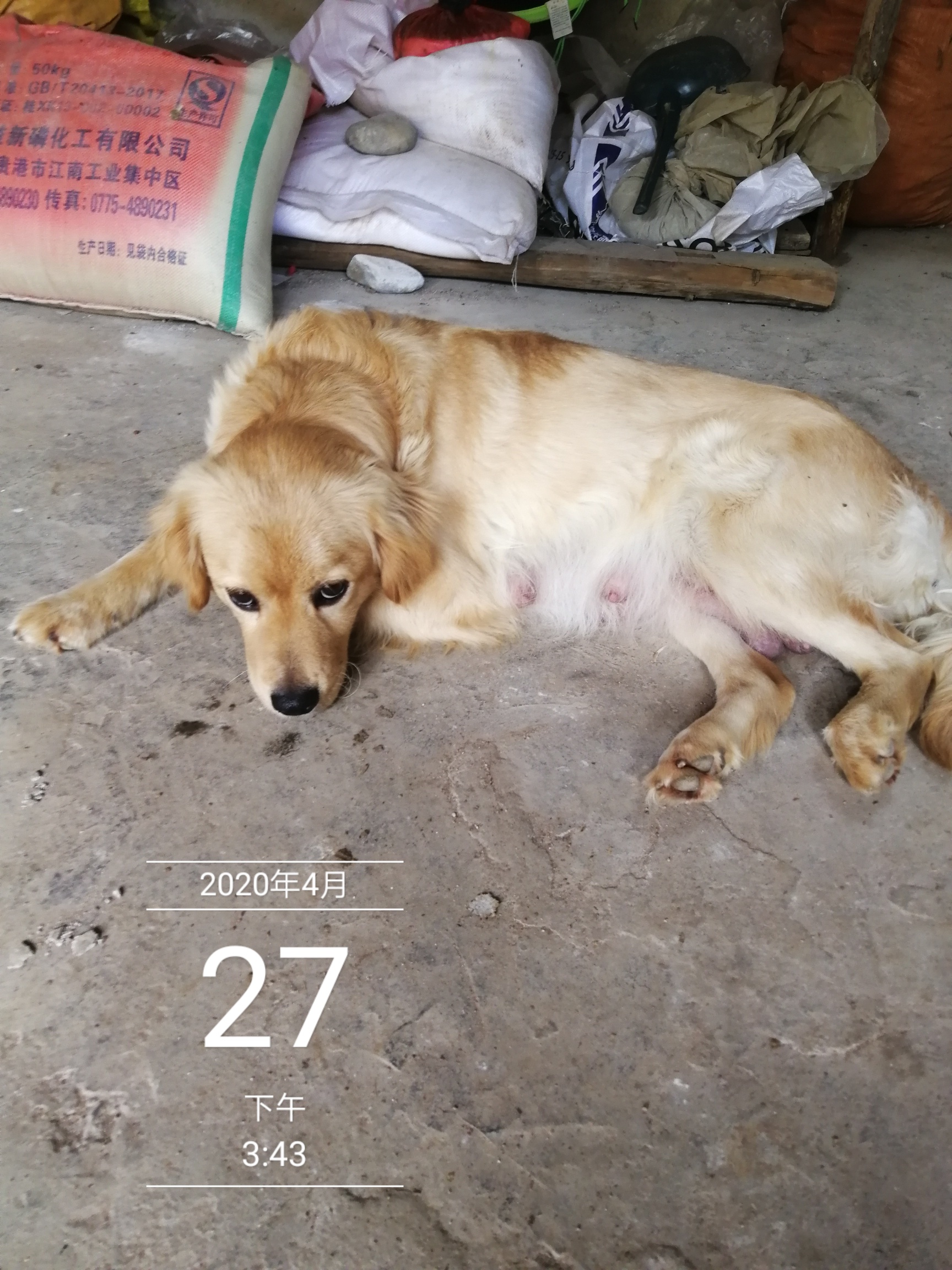 我家金毛不见了，有看见的吗？213 / 作者:敷衍怎么演 / 帖子ID:274130