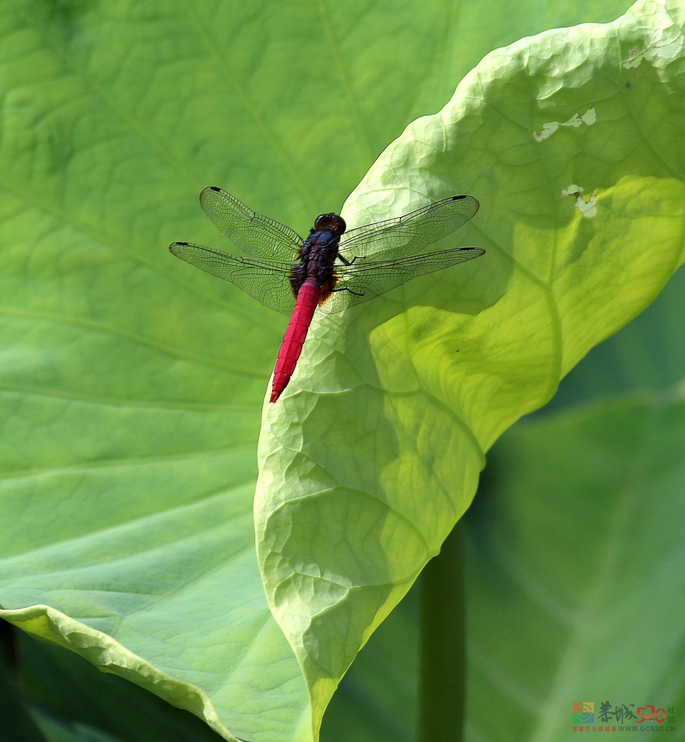 美丽的红蜻蜒