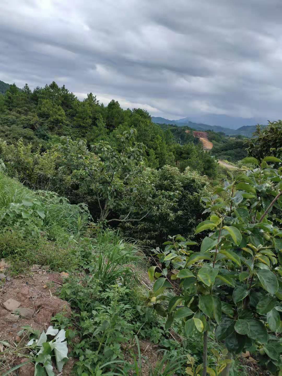 灌平高速线 恭城进门楼  三八渡槽出来点的铁路便道旁的山坡开始挖了400 / 作者:单身只为等你 / 帖子ID:275187