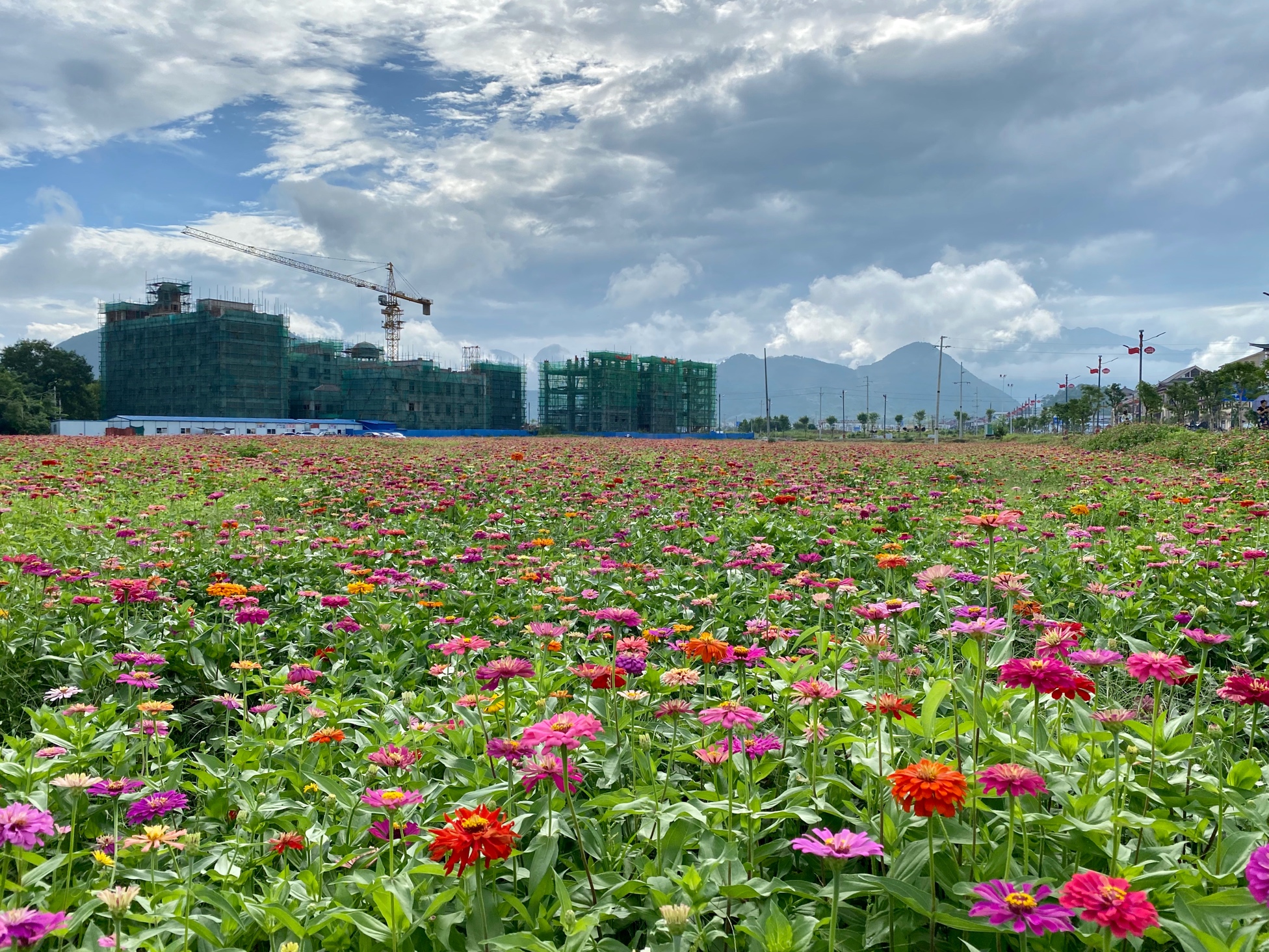 高铁站那边的花海905 / 作者:小新数码 / 帖子ID:275776