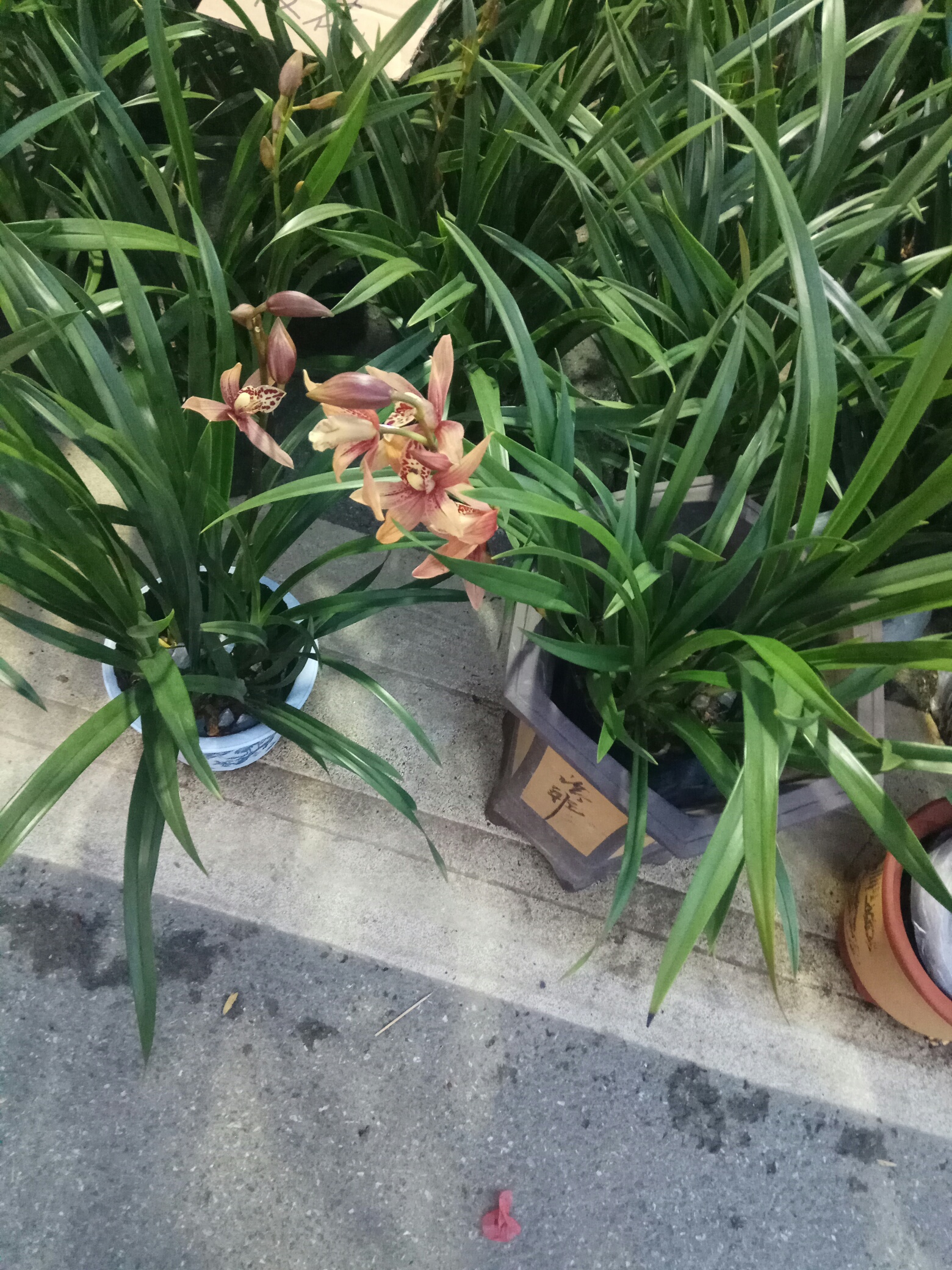 30周年县庆之文化街，美食街792 / 作者:力行者 / 帖子ID:277359