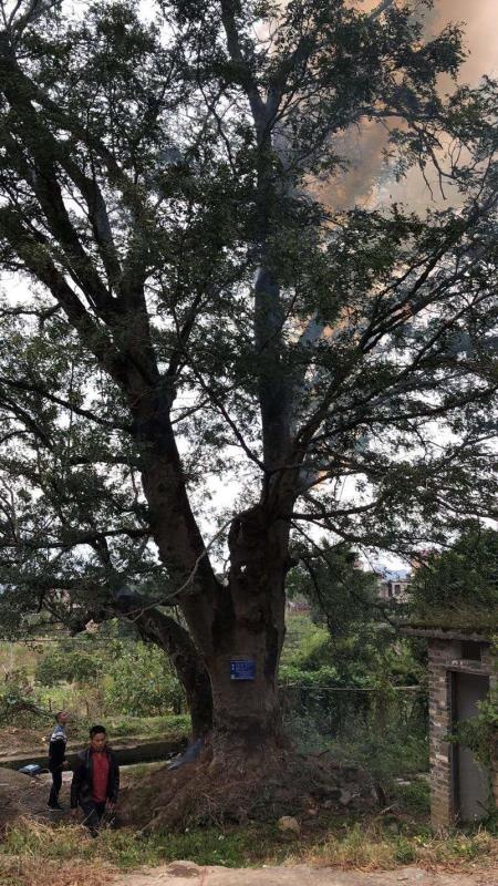 平安镇黄埠村有棵千年古树被烧死！烧了几个钟头，村委会都不管！174 / 作者:華大夫 / 帖子ID:278502
