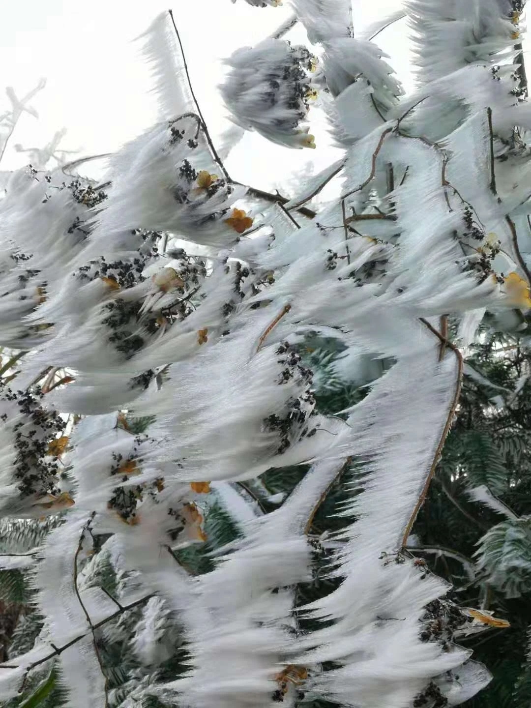 桂林下雪了，好美！154 / 作者:夏天78 / 帖子ID:280469