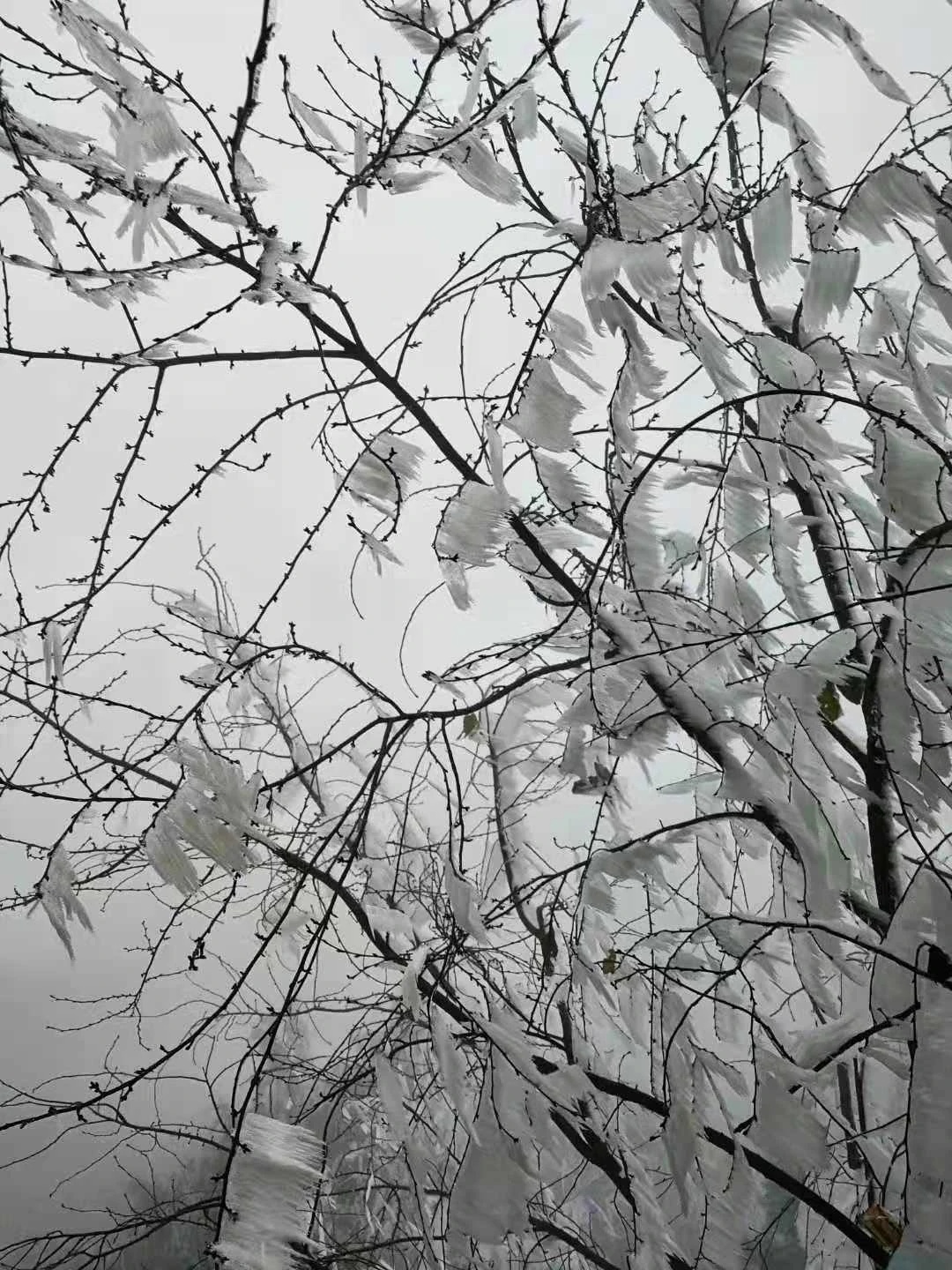 桂林下雪了，好美！534 / 作者:夏天78 / 帖子ID:280469