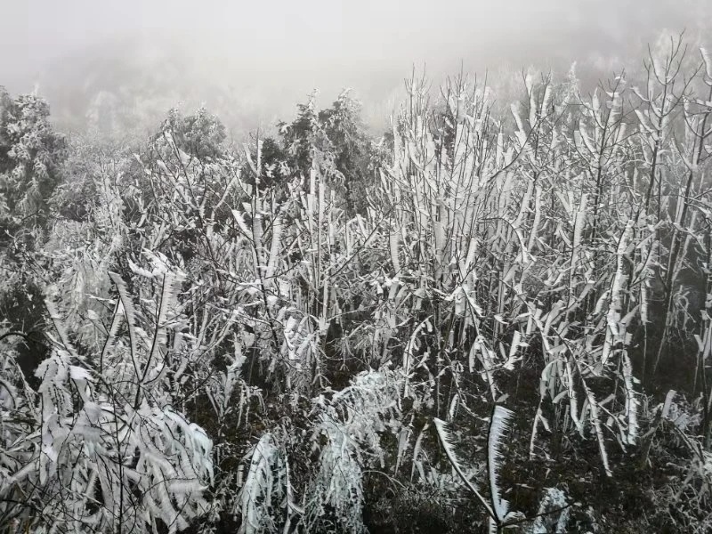 桂林下雪了，好美！504 / 作者:夏天78 / 帖子ID:280469