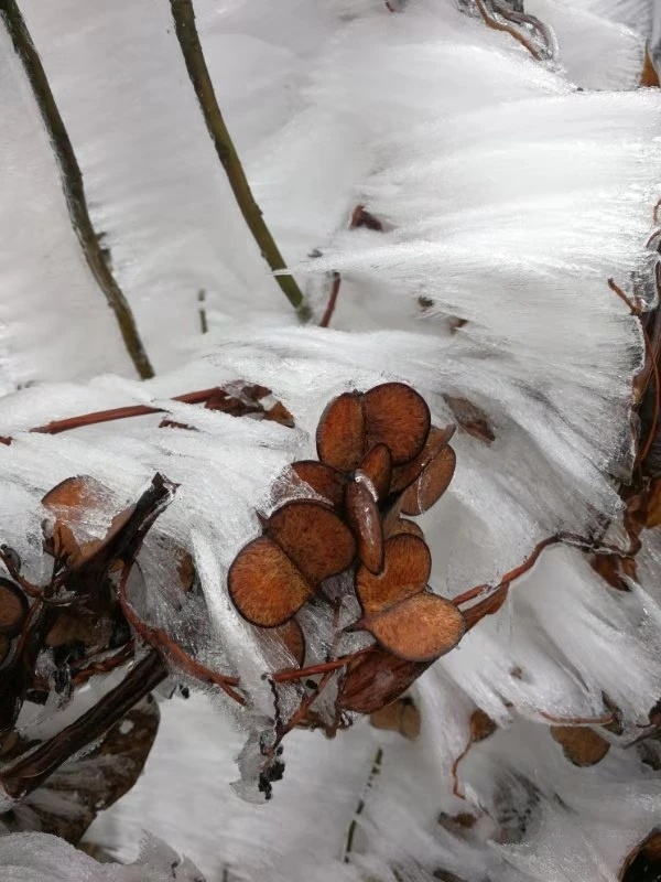 桂林下雪了，好美！484 / 作者:夏天78 / 帖子ID:280469