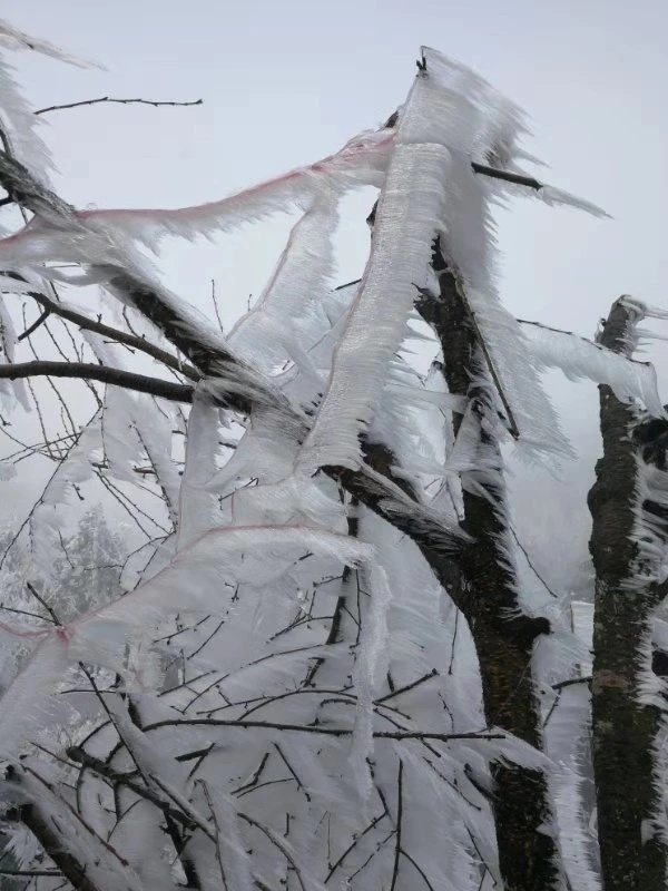 桂林下雪了，好美！393 / 作者:夏天78 / 帖子ID:280469
