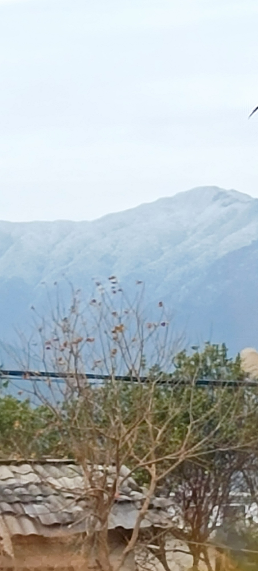 ——山本无忧，因寒白头449 / 作者:力行者 / 帖子ID:281209