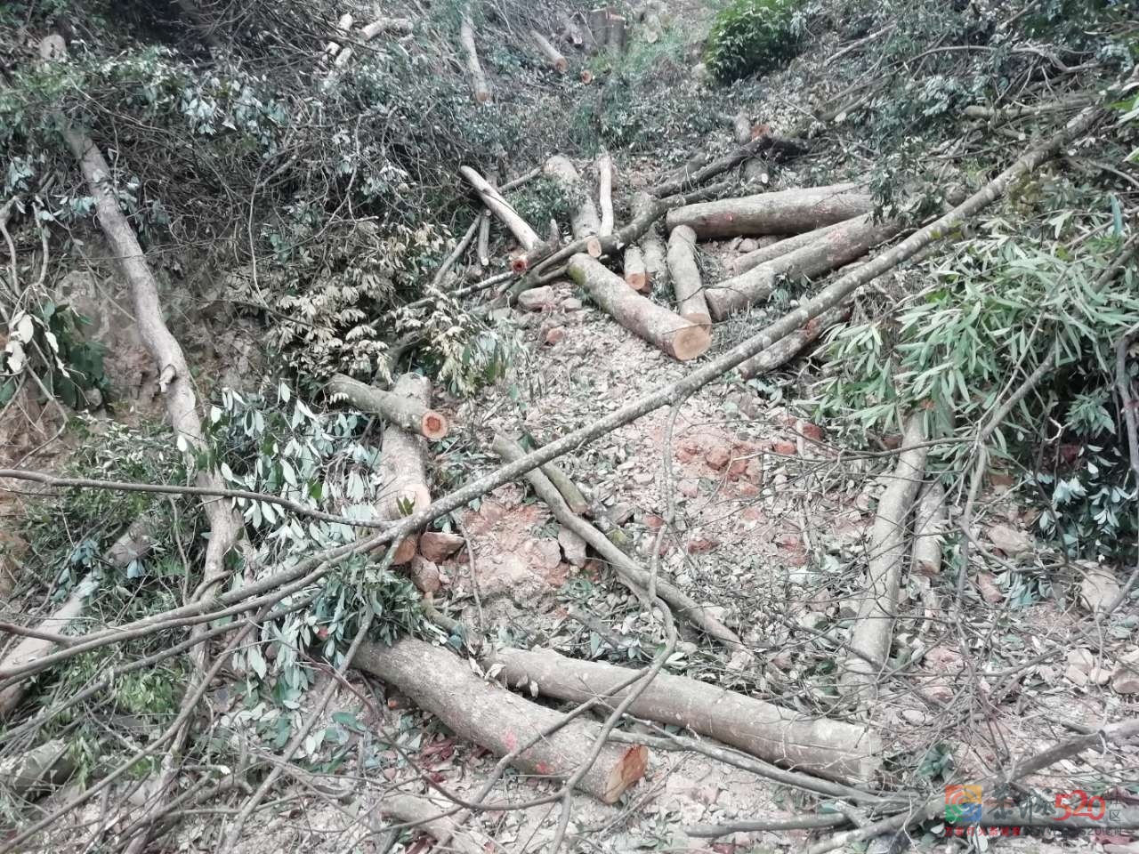 【警钟长鸣】恭城瑶族自治县森林公安局迅速破获一起森林火灾案件162 / 作者:猛龙 / 帖子ID:281571