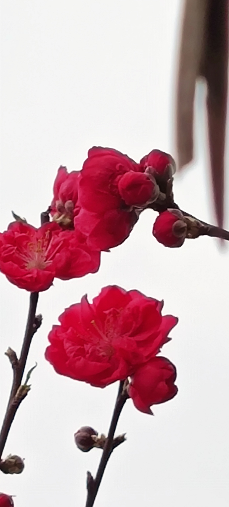 ——桃花报春72 / 作者:力行者 / 帖子ID:282118