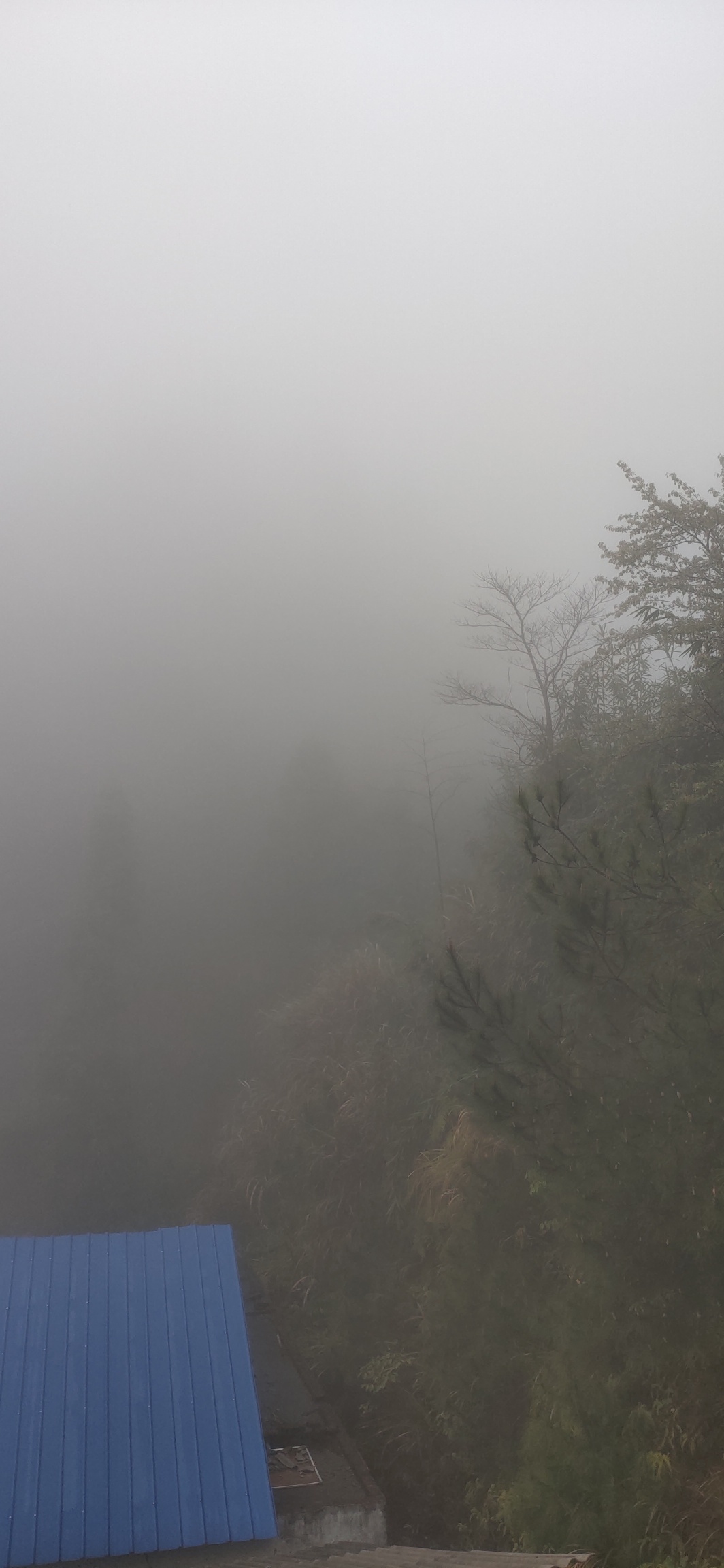 大雾，这才是早春瑶山特有的风度564 / 作者:瑤人老李 / 帖子ID:282767