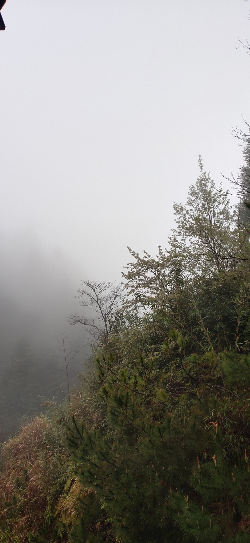 大雾，这才是早春瑶山特有的风度600 / 作者:瑤人老李 / 帖子ID:282767