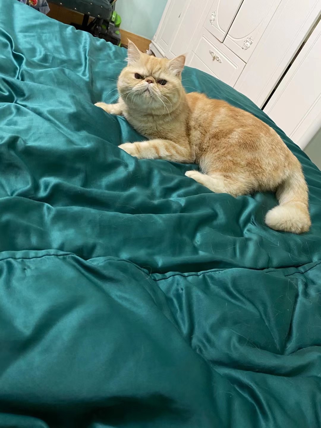 寻找猫咪105 / 作者:嗯好 / 帖子ID:283044