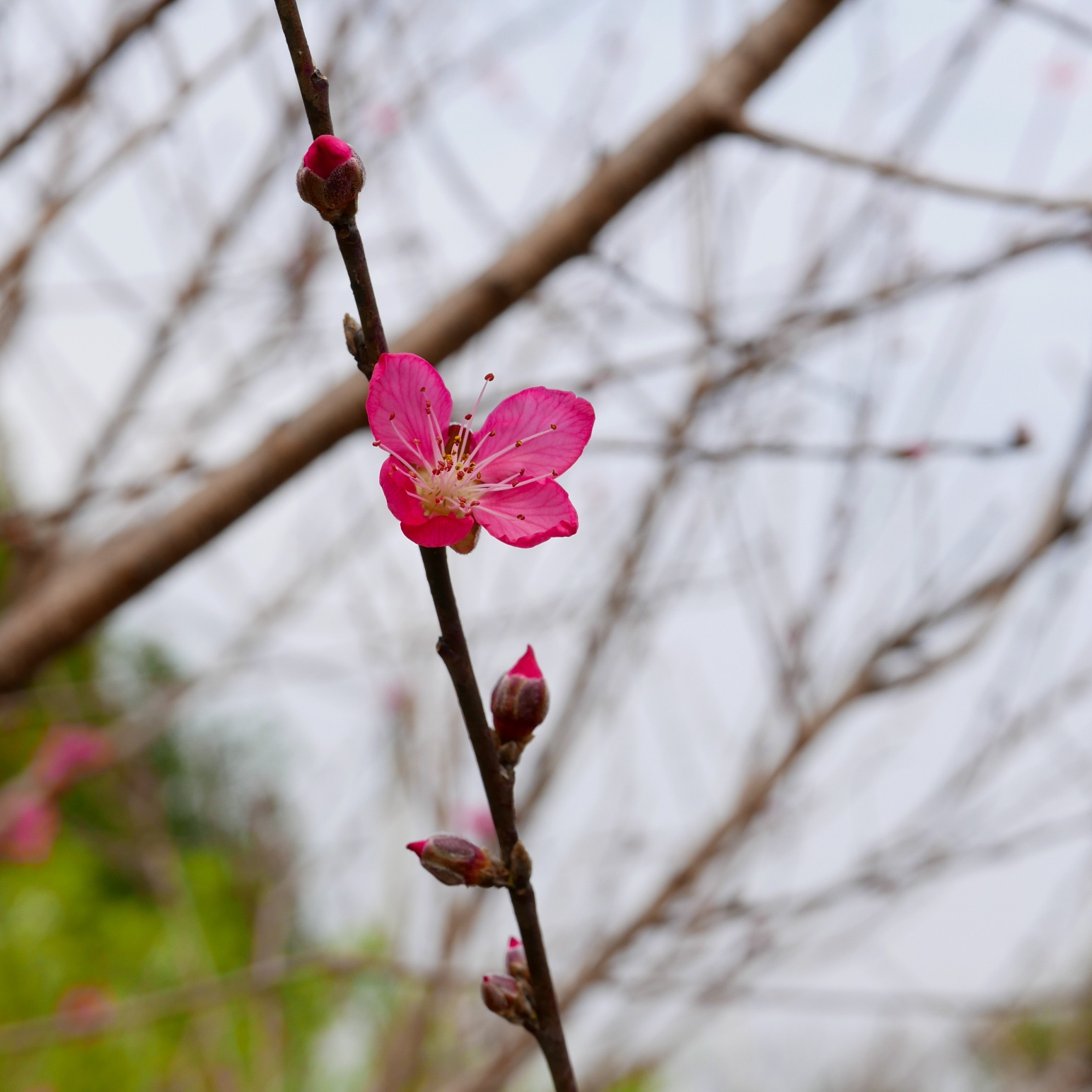 春暖花开，你们去赏花了吗？分享下赏花好去处吧！733 / 作者:向平白倒去 / 帖子ID:283293
