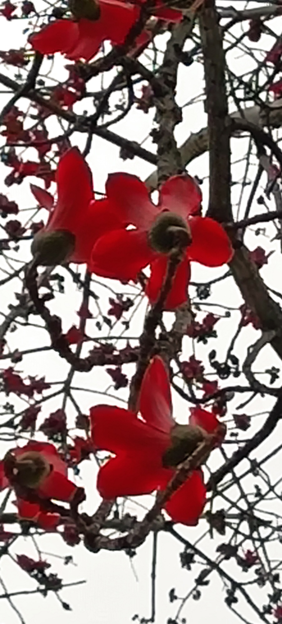 ——烈士陵园的英雄花（木棉花）开了676 / 作者:力行者 / 帖子ID:283537
