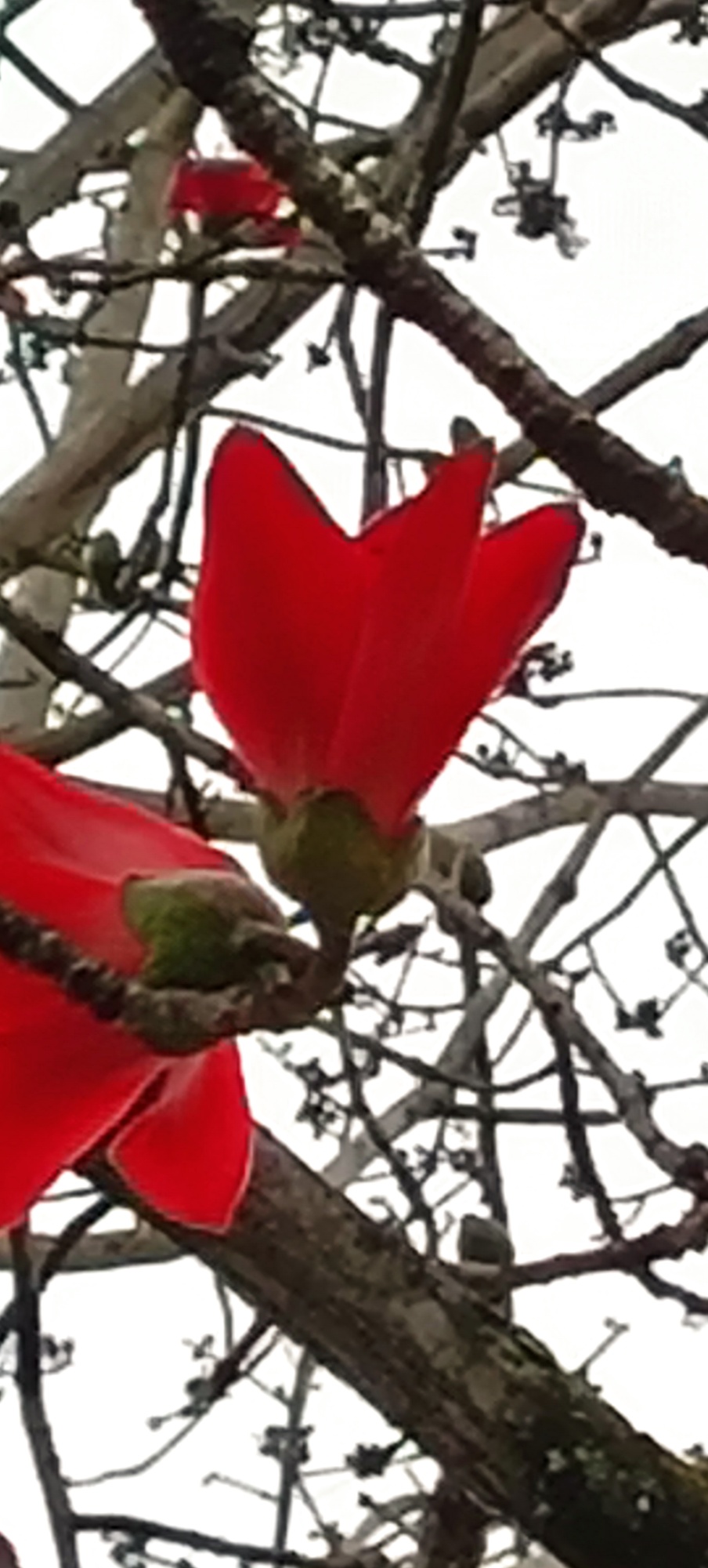 ——烈士陵园的英雄花（木棉花）开了3 / 作者:力行者 / 帖子ID:283537