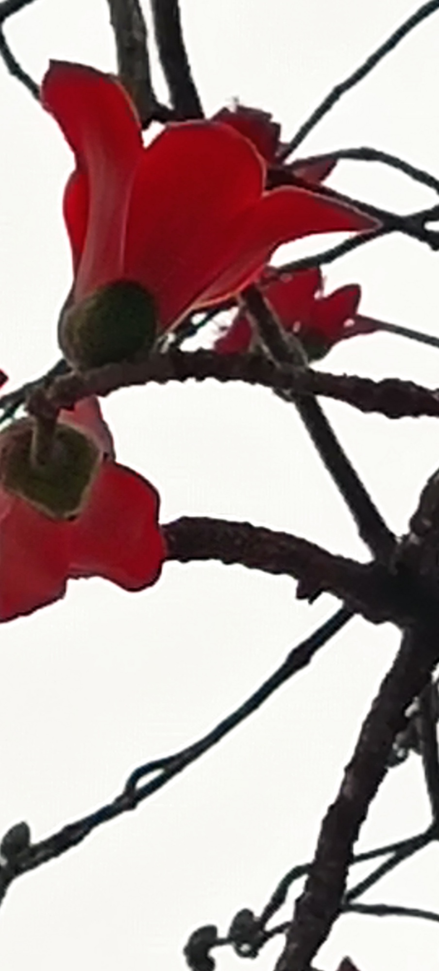 ——烈士陵园的英雄花（木棉花）开了95 / 作者:力行者 / 帖子ID:283537