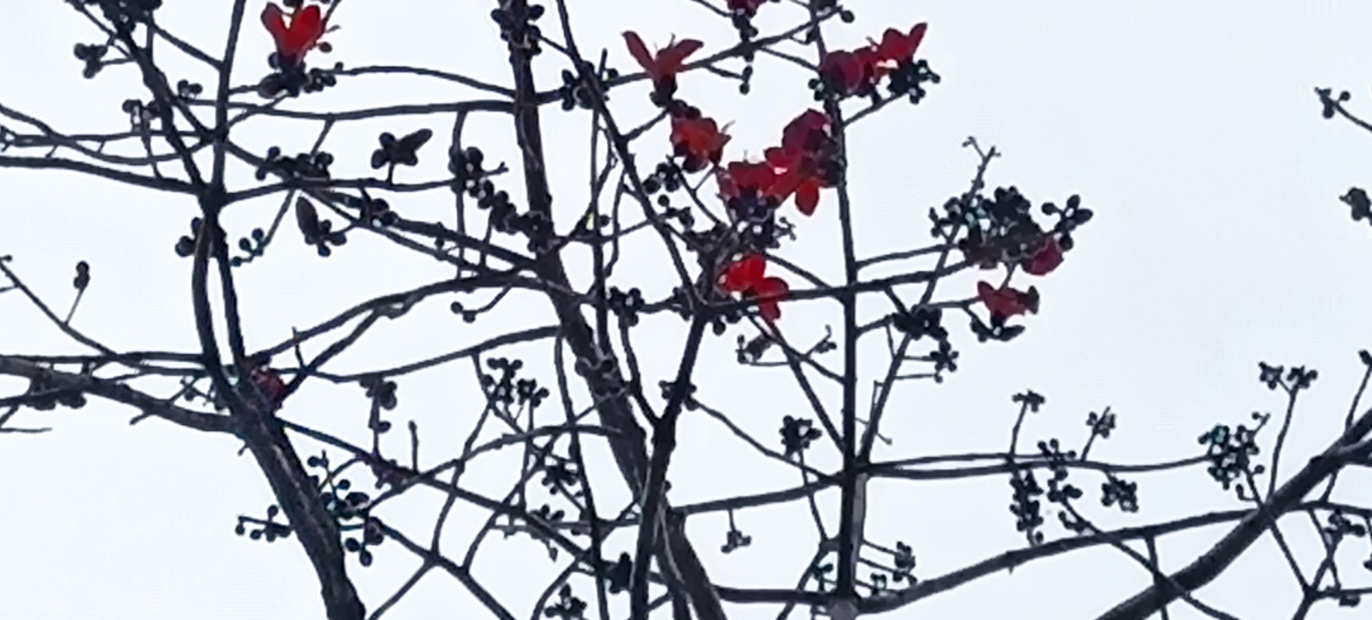 ——烈士陵园的英雄花（木棉花）开了552 / 作者:力行者 / 帖子ID:283537