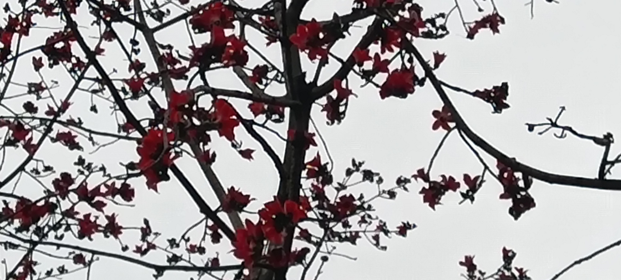 ——烈士陵园的英雄花（木棉花）开了634 / 作者:力行者 / 帖子ID:283537