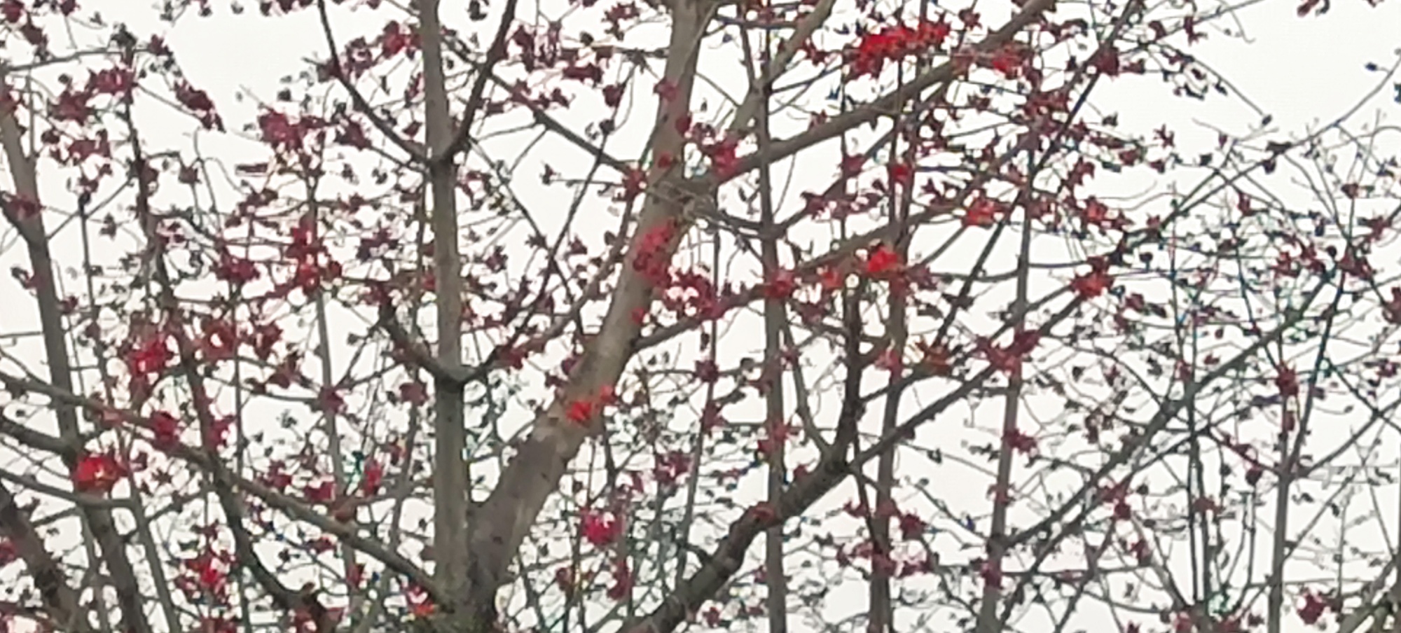 ——烈士陵园的英雄花（木棉花）开了70 / 作者:力行者 / 帖子ID:283537