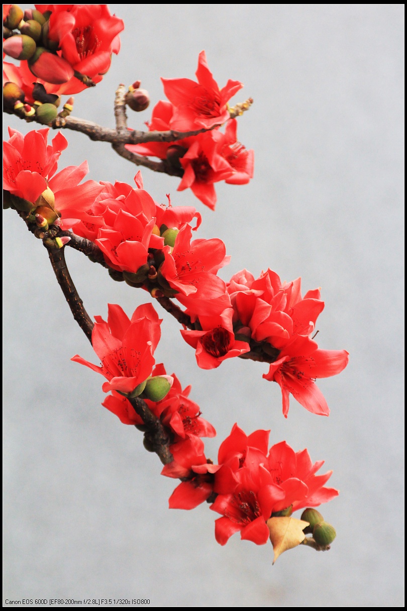 ——烈士陵园的英雄花（木棉花）开了123 / 作者:力行者 / 帖子ID:283537