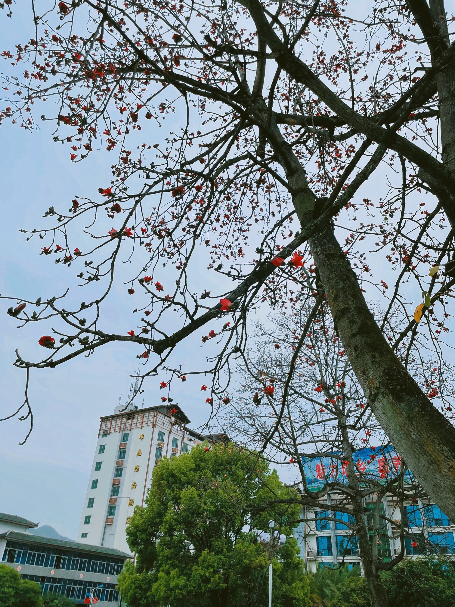 中心广场的木棉花开了371 / 作者:小新数码 / 帖子ID:283576