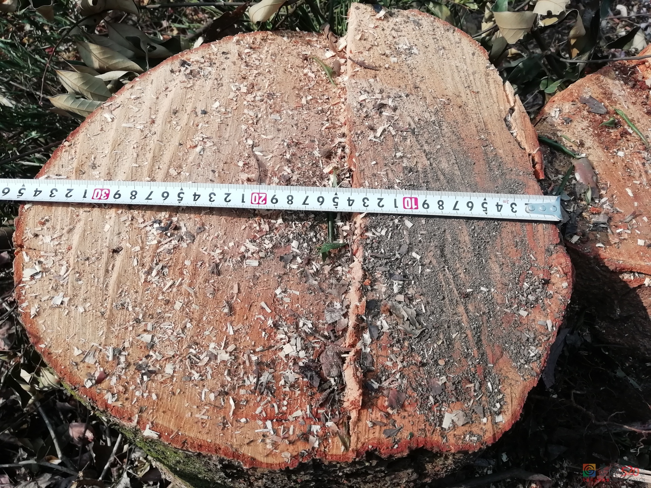 天然《楠木》属于国家几级保护树种？442 / 作者:人微言轻 / 帖子ID:283653