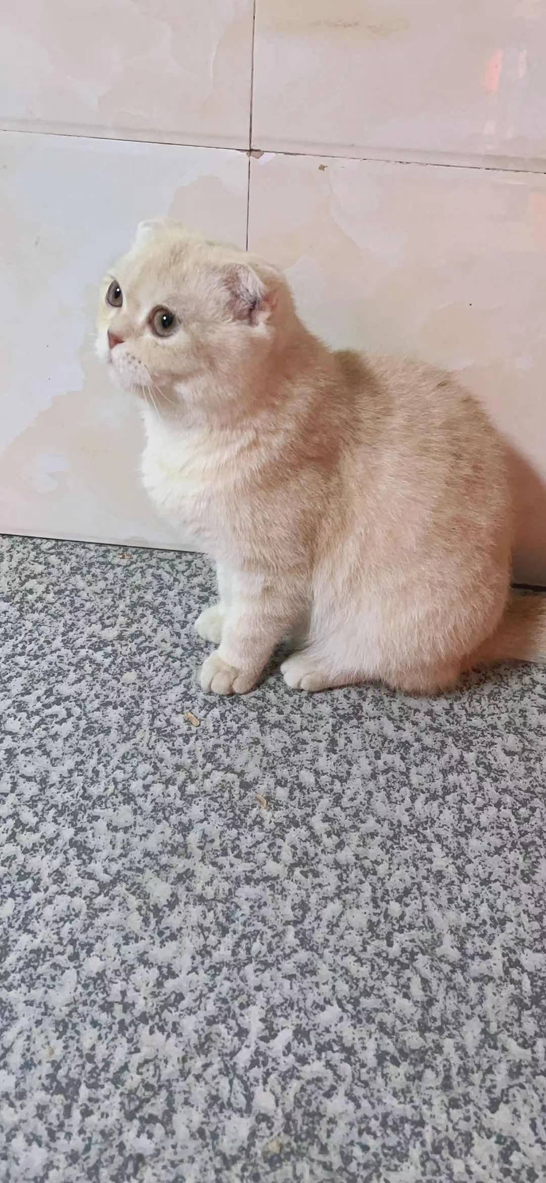 重金寻猫427 / 作者:fdgtdghdf / 帖子ID:284004