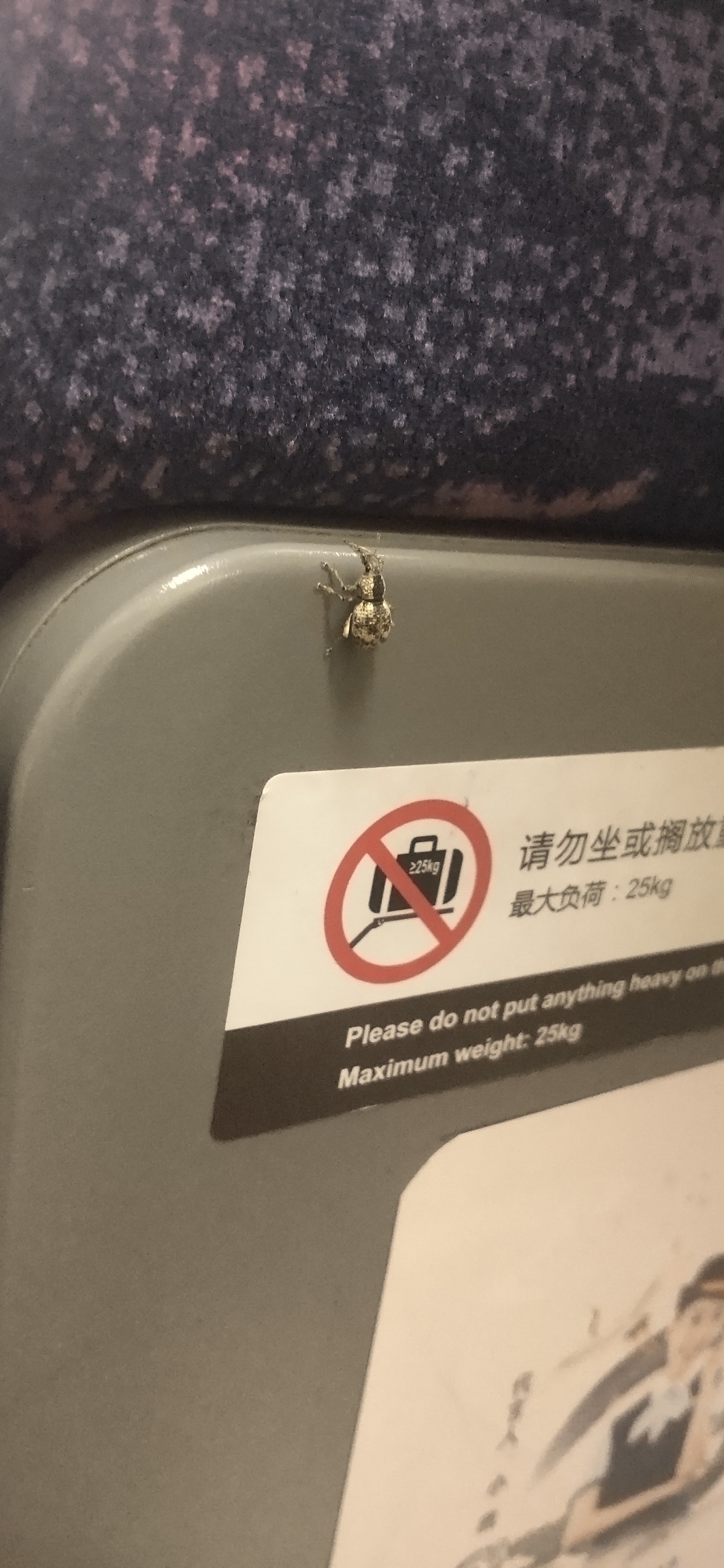 这个虫仔和我从恭城坐动车来了南宁6 / 作者:东哥 / 帖子ID:284148