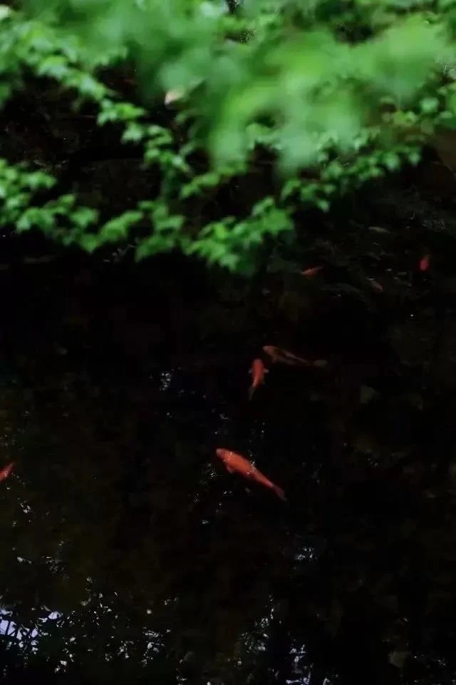 ——生活在易，安之以美698 / 作者:力行者 / 帖子ID:284665